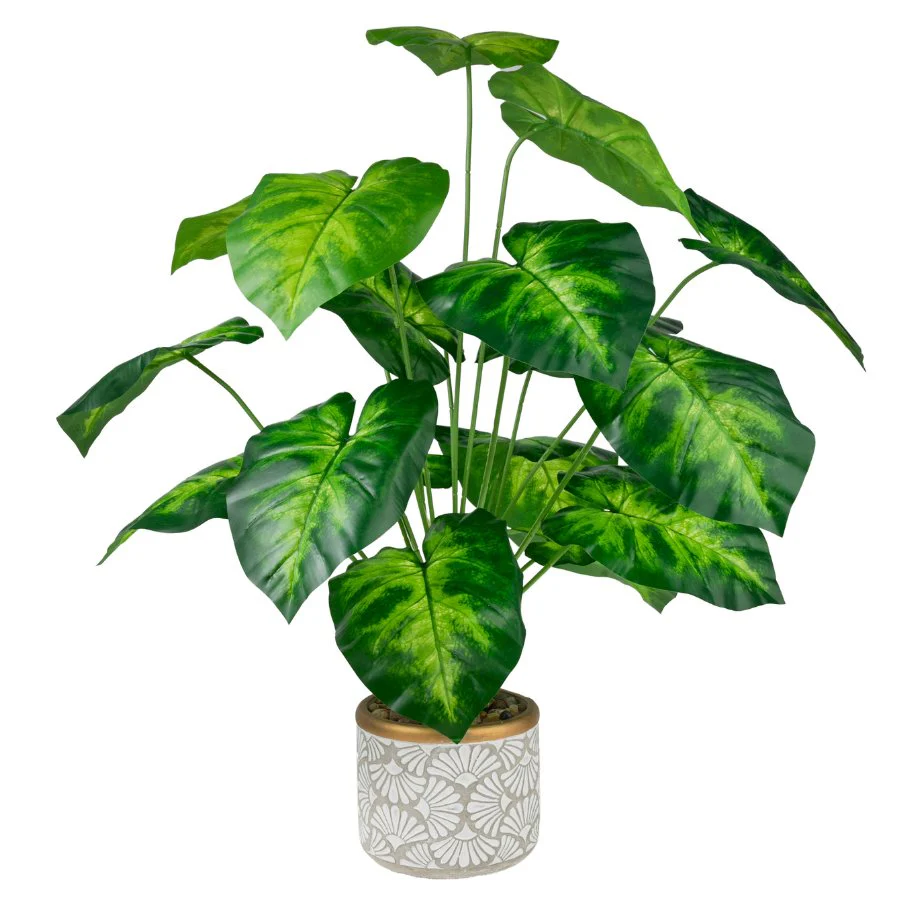 Forever Flowerz Taro Plant Kit - Green/White - Image 6